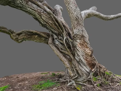 Natural Twisted Wood Tree Trunk With Exposed Roots Textured Bark And Green Grass 3d model