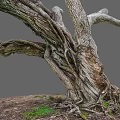Natural Twisted Wood Tree Trunk With Exposed Roots Textured Bark And Green Grass