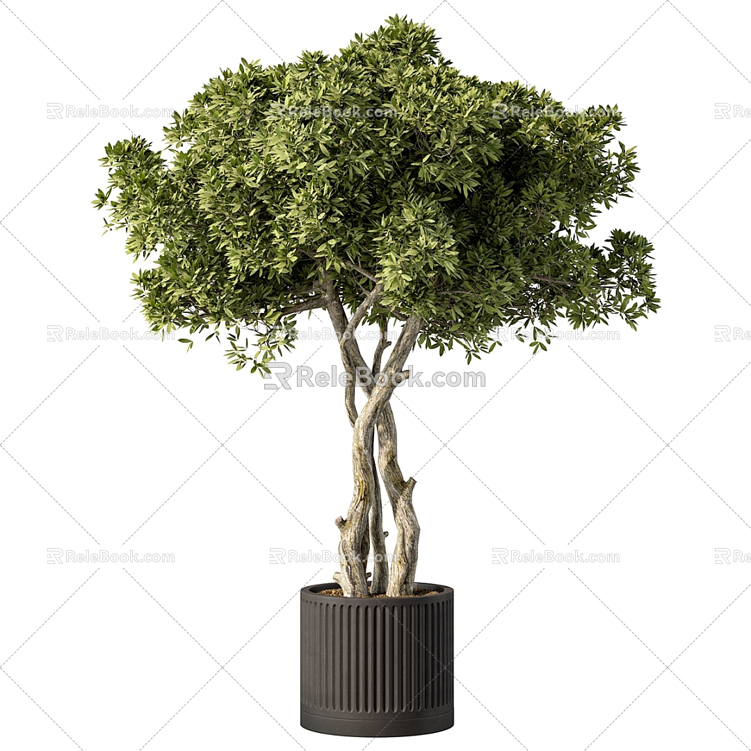 Bonsai Bonsai Green Plant Ornaments model