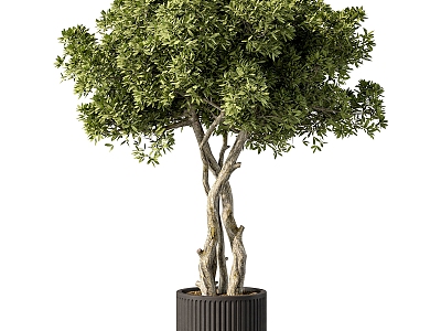 Bonsai Green Plant Ornaments model