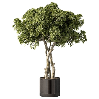 Bonsai Green Plant Ornaments 3d model