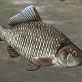 Close Up Common Carp With Detailed Scales Silver Brown Body Natural Freshwater Aquatic Animal