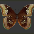 Vibrant Orange And Brown Butterfly With Circular Spots On Gray Background And Reflection