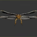 Detailed Brown Dragonfly With Transparent Spread Wings On Dark Background