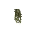 Lush Green Hanging Basket Plant With Trailing Leaves For Indoor Home Decoration