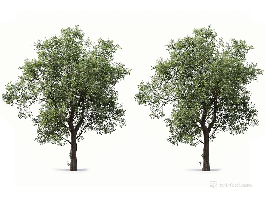 Two Lush Arbor Trees With Green Foliage And Brown Trunks In Natural Scene 3d model 