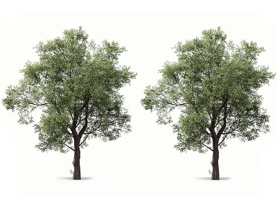 Two Lush Arbor Trees With Green Foliage And Brown Trunks In Natural Scene 3d model