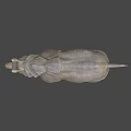 Rhinoceros Game Movie Character Realistic 3D Model With Detailed Skin And Horn