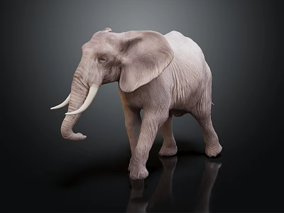 Realistic Gray Elephant With Large Ears Long Trunk And Tusks On Dark Reflective Surface 3d model