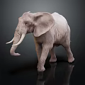 Realistic Gray Elephant With Large Ears Long Trunk And Tusks On Dark Reflective Surface