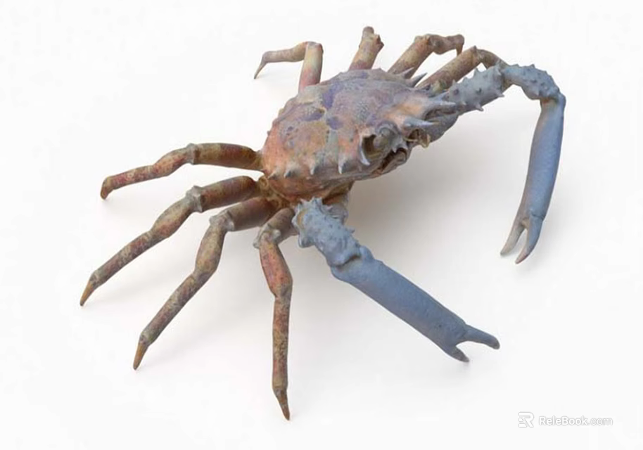 Close Up View Of Colorful Aquatic Crab With Blue Claws And Brown Legs 3d model 