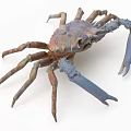 Close Up View Of Colorful Aquatic Crab With Blue Claws And Brown Legs