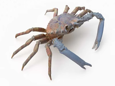 Close Up View Of Colorful Aquatic Crab With Blue Claws And Brown Legs 3d model