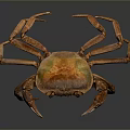 Brown Crab Front View With Detailed Shell And Legs On Reflective Background 3d model