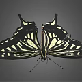 Black and White Butterfly With Patterned Wings Flying On Gray Background 3d model