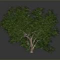 Realistic Green Trees With Clear Trunks Leaves And Ground Reflections