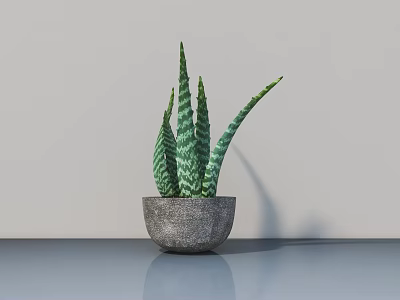 Bonsai Potted Plant With Green Striped Leaves In Gray Concrete Pot On Smooth Tabletop 3d model