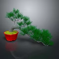Bonsai Pine Tree With Green Needles In Red Pot On Gray Background