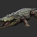 Realistic Aquatic Animal Crocodile With Scaly Skin And Open Mouth Posture
