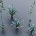 Various Agave Plants With Blue Green Spiky Leaves In Decorative Pots