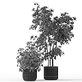 Lush Green Bonsai Potted Plants With Leafy Branches In Decorative Planters
