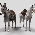 Gray Donkey and White Horse Standing with Leather Saddles and Harnesses