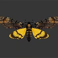 Vibrant Moth With Yellow And Black Patterned Spread Wings Isolated On Dark Background 3d model