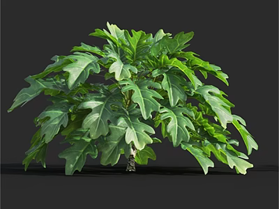 Lush Green Leafy Plant With Vibrant Foliage And Broad Leaves 3d model