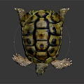 Tortoise with Yellow and Brown Patterned Shell on Black Reflective Surface