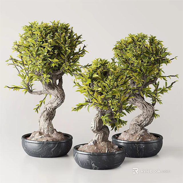 Lush Green Bonsai Trees with Twisted Trunks in Black Textured Pots for Indoor Decor 3d model 