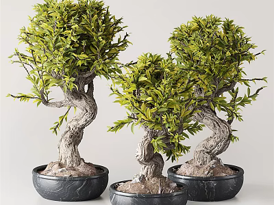 Lush Green Bonsai Trees with Twisted Trunks in Black Textured Pots for Indoor Decor 3d model
