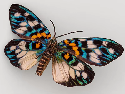 Vibrant Exotic Butterfly With Blue Black White Orange Spotted Patterned Wings 3d model