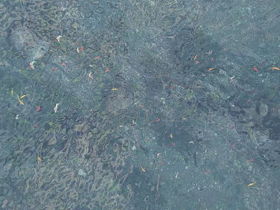 Scenic Clear Water View With Underwater Stones Plants And Floating Leaves 3d model