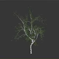 White Trunk Birch Tree With Lush Green Leaves On Gray Background
