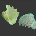 Modern Conch Nautilus Shell Sea Shell 3d model
