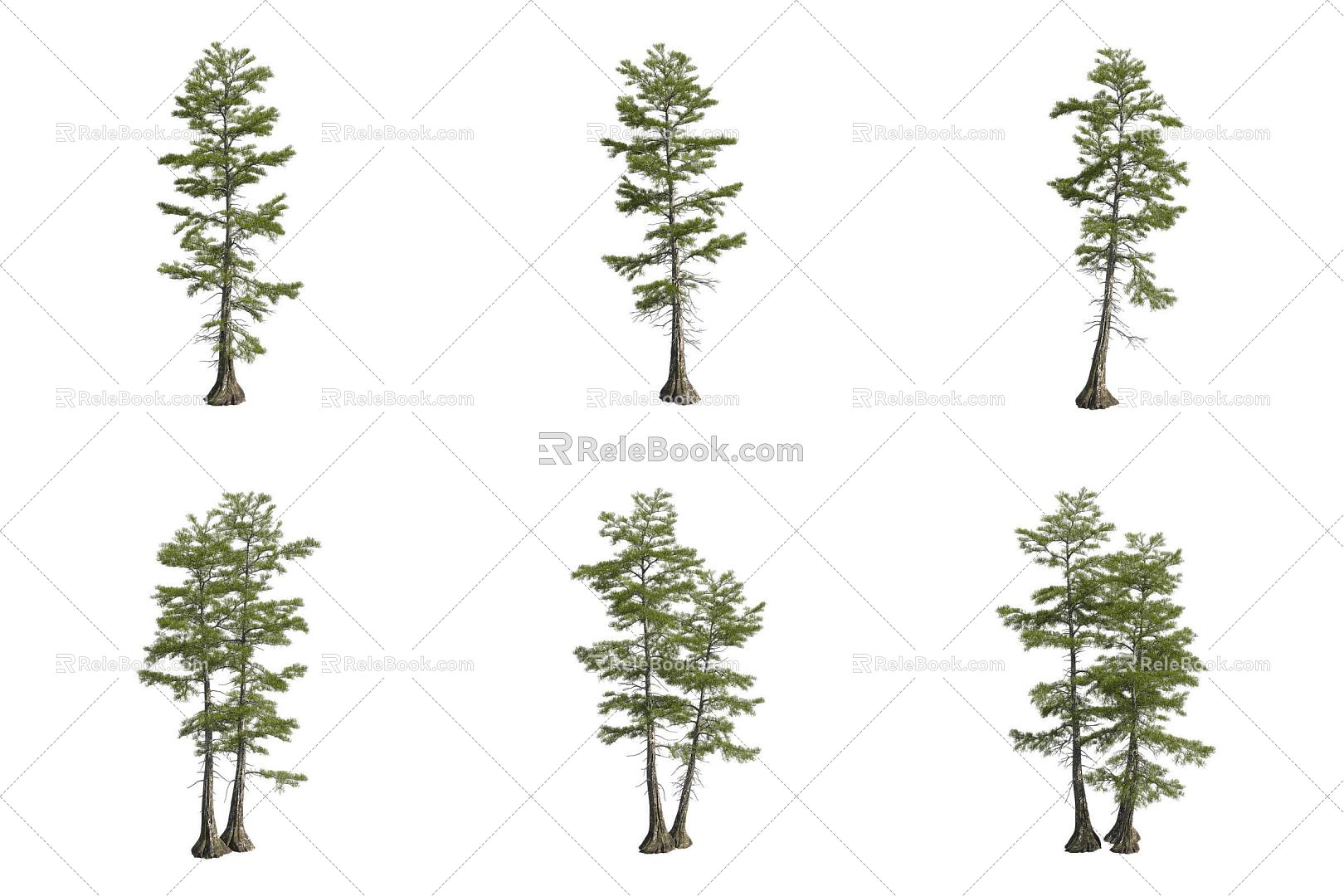 line leaf pond cedar tree 3d model