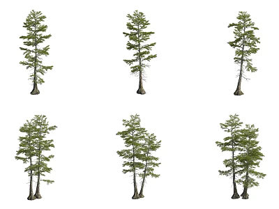 line leaf pond cedar tree 3d model