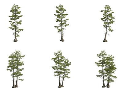 line leaf pond cedar tree model