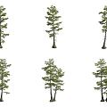 line leaf pond cedar tree 3d model