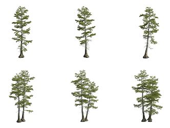 line leaf pond cedar tree 3d model
