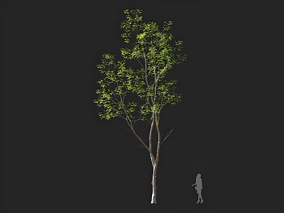 Tall Tree With Green Foliage Light Trunk And Human Figure For Scale 3d model