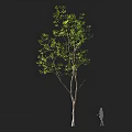 Tall Tree With Green Foliage Light Trunk And Human Figure For Scale 3d model