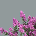 Three Arbor Trees With Purple Flowers Against Blue Sky Background