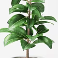 Lush Potted Bonsai Plant with White Pot and Wooden Legs Large Green Leaves