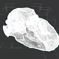 3D Animal Skull Model With Detailed Anatomical Teeth And Orbits