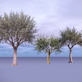 Three Leafy Trees Standing Against Purple Sky And Ground Background