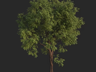 Lush Green Tree With Brown Trunk And Dense Foliage Isolated On Dark Background 3d model