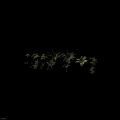 Various Types of Green Plants Featuring Ferns Palm Trees Bushes and Leafy Foliage