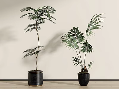 Indoor Tall Potted Plants With Tropical Palm And Monstera Leaves In Black Pots 3d model