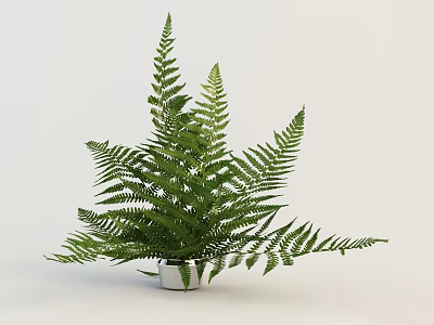 Lush Green Potted Fern Plant With White Pot For Indoor Decoration 3d model